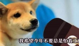 一个狗狗最新爆料视频大全,狗狗最新爆料视频大全集锦